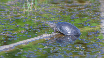 Turtle Colchic marsh (Emys orbicularis сolchica)