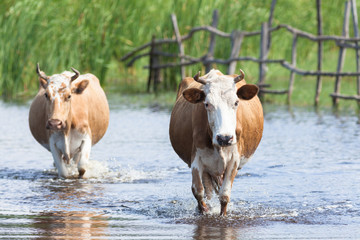 Two cows are on the water