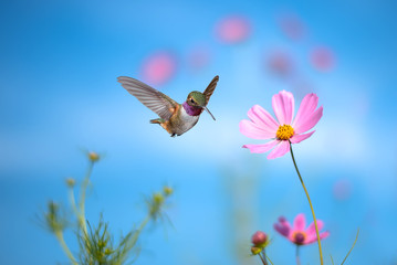 Tiny hummingbird hover in mid-air