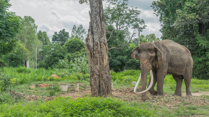 Fototapeta na wymiar Thai Long elephant tusks at 