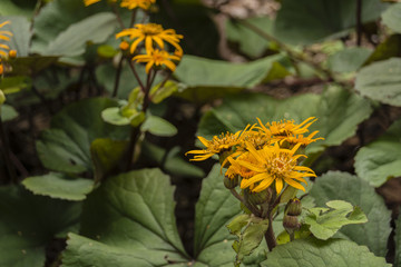 Yellow flower mountain arnica.