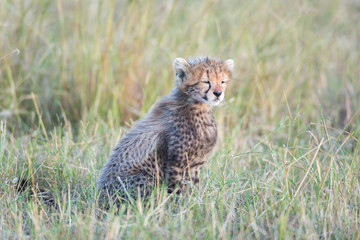Cheetah cub