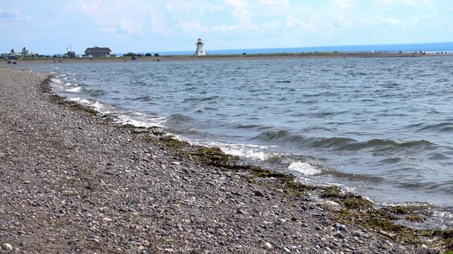 Sea Shores Waves and Algae in Slow Motion
