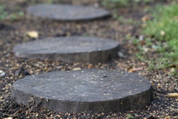 Three empty stumps in the park for decorating your natural background