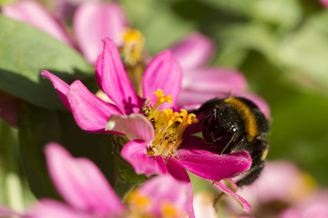 A bumblebee is eating on a pink flower. Closeup