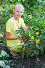 Boy near the beds of pepper