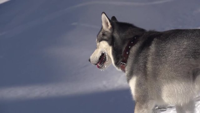 Siberian Husky  In The Snow