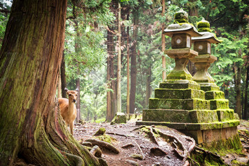 Young sika deer in Nara Park - obrazy, fototapety, plakaty