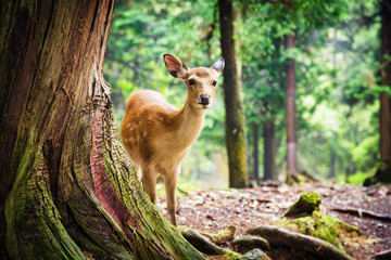 Young sika deer in Nara Park