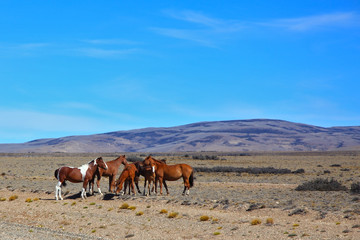 Fototapeta na wymiar The herd of mustangs grazing in the prairie