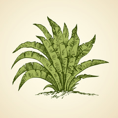 Tropical bush. Vector drawing
