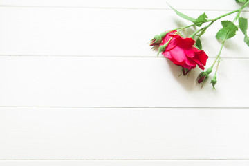 Bright red garden roses on white wooden background. Fresh summer floral background with copy space. Top view, flat lay