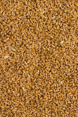 Wheat close up. Food background. Top view