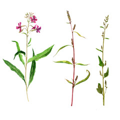 Set of watercolor drawing plants