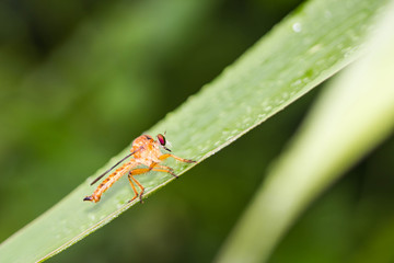 Robber fly on green leaf