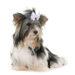 biewer yorkshire terrier