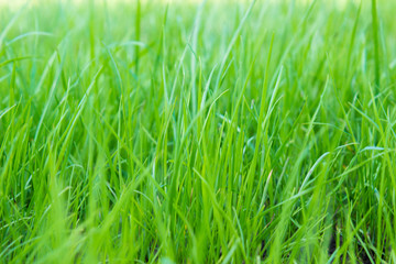 green grass on green background