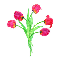 watercoolor drawing red tulips