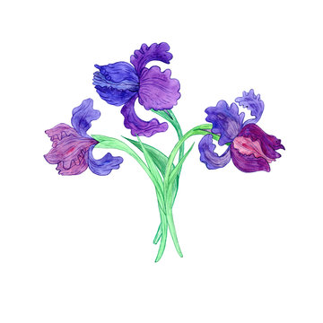 watercoolor drawing blue irises