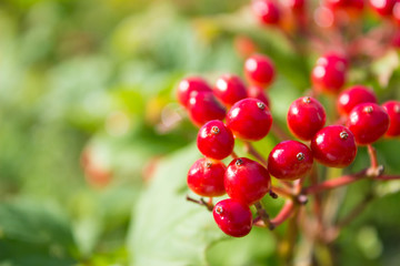 Closeup of bunches of red berries of a Guelder rose