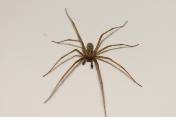 Araignée jaune