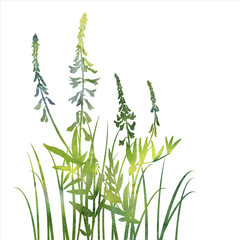 silhouettes of flowers and grass