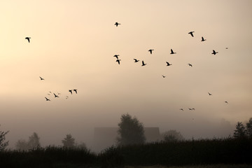Fliegende Enten über herbstlicher Landschaft