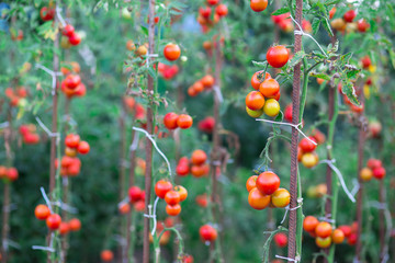 Ripe home natural bio tomato