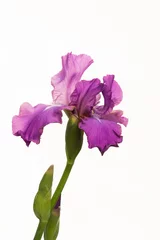 Photo sur Aluminium Iris Fleur d& 39 iris violet sur fond blanc