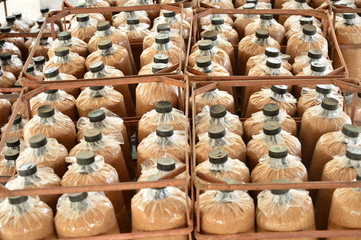 Mushroom compost spawn, Selective focus.