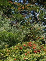 trees and bushes on sandy sea-coast