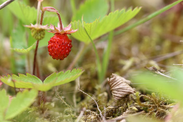 Detail of the ripe wild strawberry