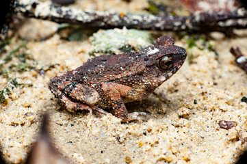 True toad (Ingerophrynus sp)