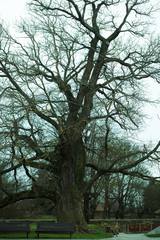 Bare oak tree and benches