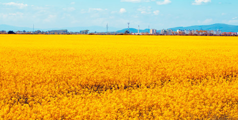 field with orange flowers and blue sky