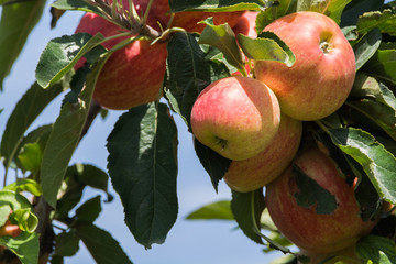 Ripe red organic apples on the tree