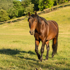 Horse in grassland