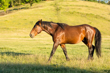 Obraz premium Horse in grassland