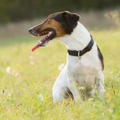 Jack Russell Terrier sitting on the grass