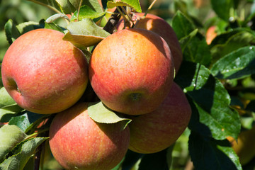 Obraz premium Ripe pink organic apples on the tree