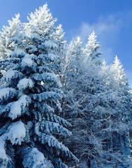 frost in the mountains made a magical forest