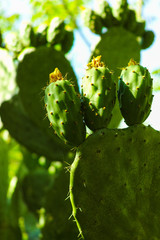 Cactus prickly pear opuntia with unripe green fruits