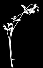 white parsley isolated on black