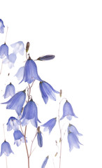 group of blue forest isolated bellflowers on white