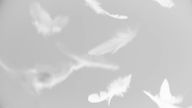 White feathers falling down