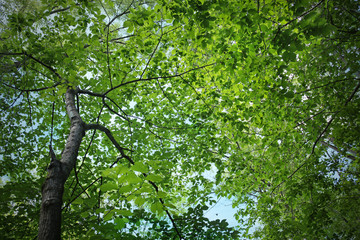 Top of forest trees