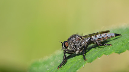 Horsefly on a green leaf against a blurred green background