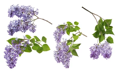 Tuinposter light color isolated lilac inflorescences collection © Alexander Potapov