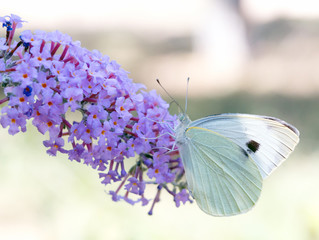 big beautiful butterfly