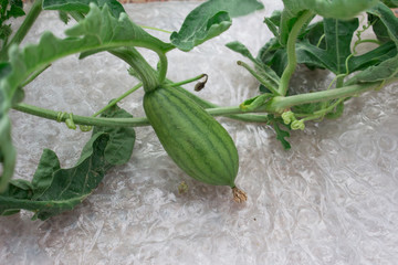 Watermelon balls, small, light green, beautiful pattern.